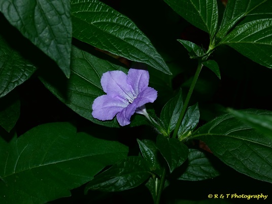 {Ruellia strepens}